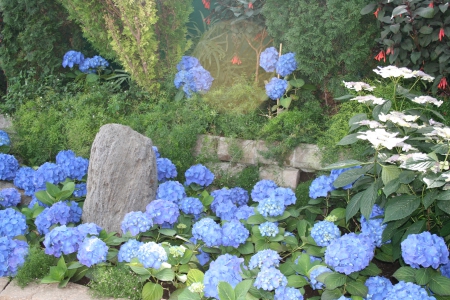 The pyramids display gardens 23 - photography, blue, green, hydrangeas, flowers, garden