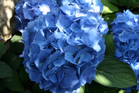 The pyramids display gardens 25 - photography, blue, green, leaf, flowers, hydrangeas