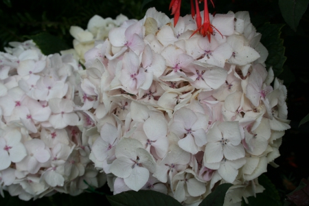 The pyramids display gardens 26 - hydrangeas, flowers, photography, white pale