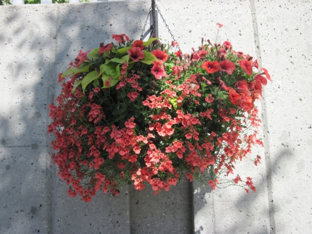 The pyramids display gardens 31 - Flowers, green, photography, Petunias, orange, Basket