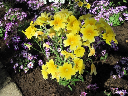 The pyramids display gardens 33 - yellow, pink, photography, green, flowers, garden