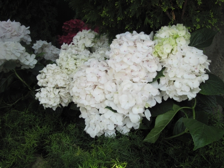 The pyramids display gardens 34 - white, hydrangeas, flowers, photography