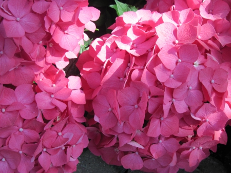 The pyramids display gardens 35 - pink, photography, hydrangeas, flowers, garden