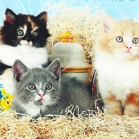 Three kittens