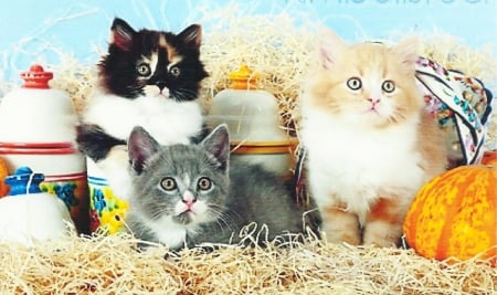 Three kittens - cute, kittens, paws, straw