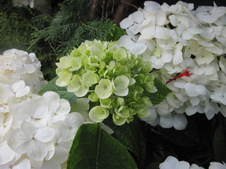 The pyramids display gardens 37 - white, photography, green, hydrangeas, flowers