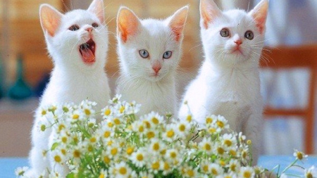 Three white kittens - white, three, paws, kittens, flowers, cute