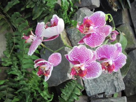 The pyramids display gardens 43 - Orchids, Flowers, garden, green, photography, pink