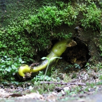 Banana Slug