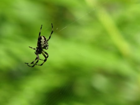 The Spider - bugs, insect, spider, forest