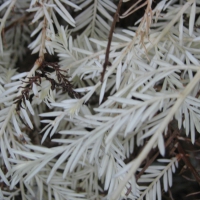 The "Christmas Tree" albino redwood