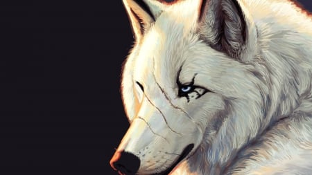 White Wolf - white, scars, wolf, blue eyes