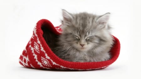 Cat - sleepy, cute, beautiful, cat, sleeping, kitty, cats, hat, cat face, paws, face, animals, pretty, beauty, sweet, kitten, lovely