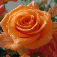 Bold Orange Rose