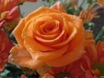 Bold Orange Rose