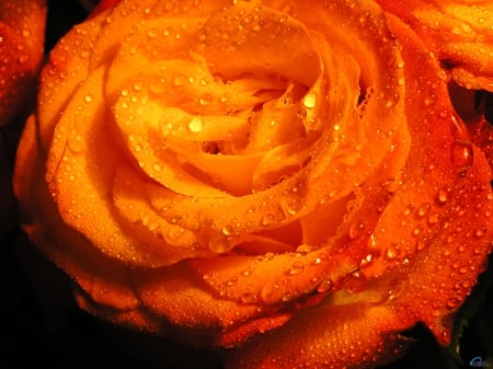 Orange Rose - large, nature, rose, orange, flower, petals