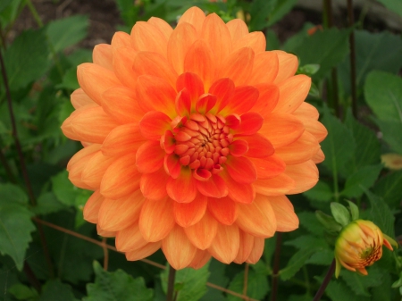 Orange Dahlia - large, dahila, nature, green, orange, flower, petals, leaves