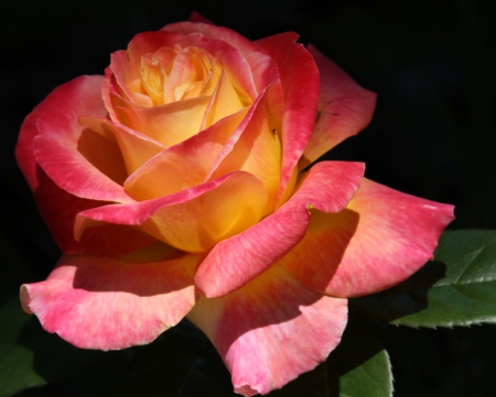 Pink Yellow Rose - large, yellow, flower, petals, pink, leaves, nature, green, rose