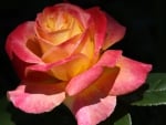 Pink Yellow Rose