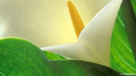 White Flower - white, flower, petals, leaves, nature, green