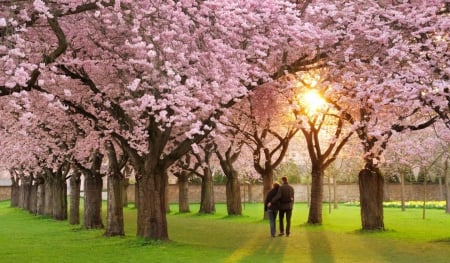 Lovers Way - pink, beautiful, trees, woman, man