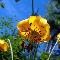 Yellow Tiger Lily