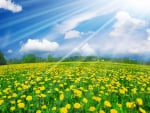 Sunshine over Dandelion Fields