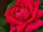 * Soft rose *