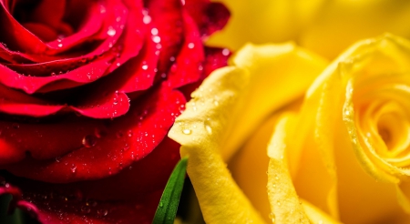 * Yellow and red * - yellow, roses, petals, red, flowers