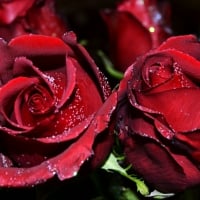 * Beautiful roses *