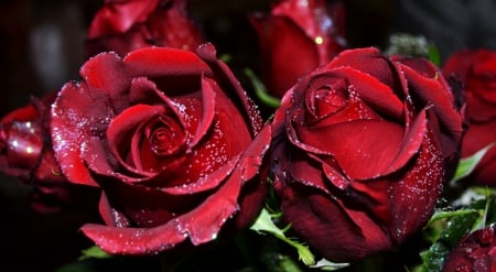 * Beautiful roses * - bouquet, flowers, roses, red roses