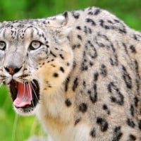 Snow-Leopard