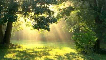 Nature - nature, tree, forest, sun