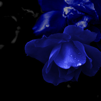 Blue Flower in the Dark