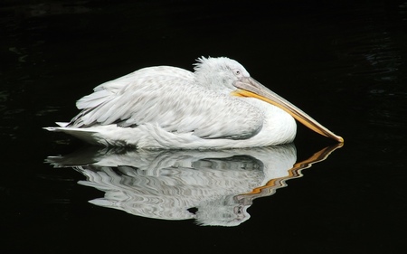 Black Pelican Reflection - bird, black, black pelican reflection, water bird, sea bird, pelican, waterfowl, reflection