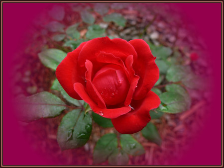 Red rose - flowers, roses