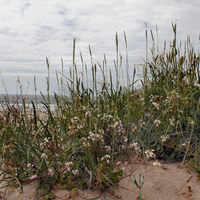 Wildflowers on the beach