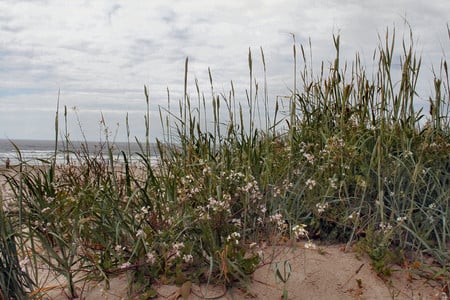 Wildflowers on the beach - beaches, flowers