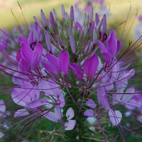 Purple flowers