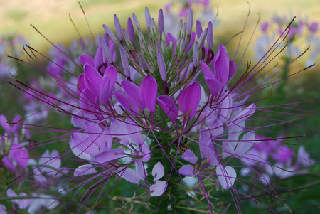 Purple flowers - purple, flowers