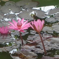 Pink flowers