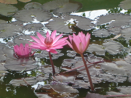 Pink flowers - flowers, pink