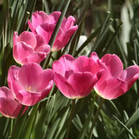 Pink tulips