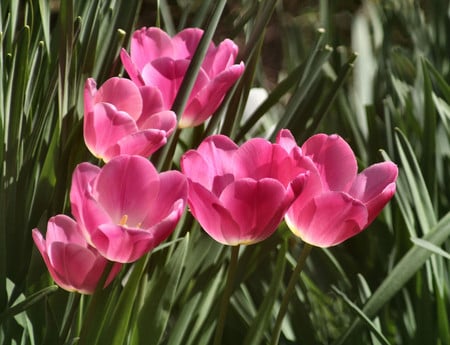 Pink tulips - tulips, flowers