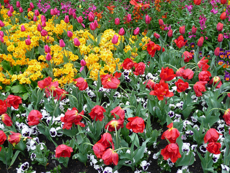 	every color every flower - color, flower