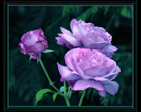 Rose of lavander - flowers, roses