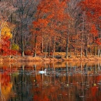 Swan in Autumn Splendor