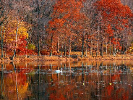 Swan in Autumn Splendor - splendor, swan, autumn