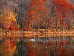 Swan in Autumn Splendor