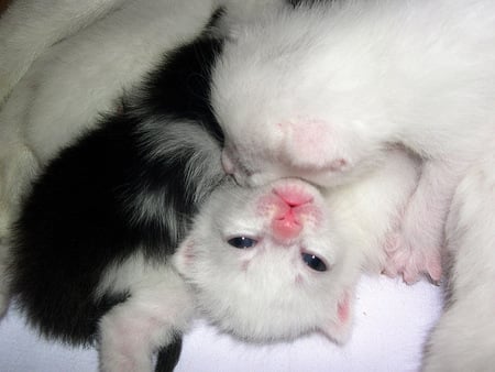 Newborn Kittens